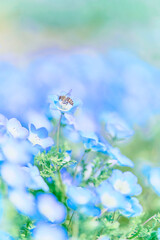 鳴門市ウチノ海公園に咲いたネモフィラ