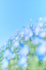 鳴門市ウチノ海公園に咲いたネモフィラ