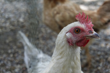 chicken head close-up