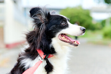 ボーダーコリー