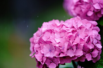 雨に濡れる紫陽花