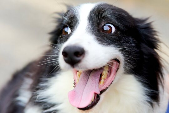 牧羊犬images Browse 1 594 Stock Photos Vectors And Video Adobe Stock