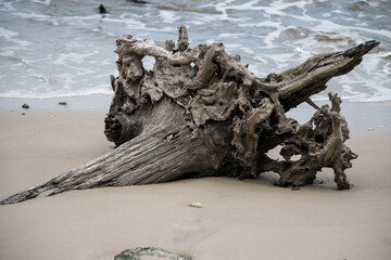 dead tree on the beach