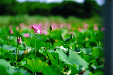 島田島の古代蓮