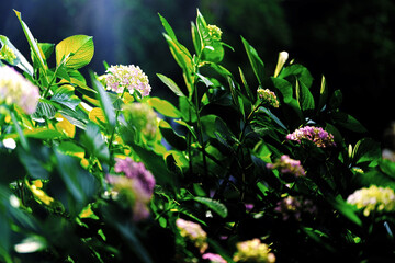 潮明寺の紫陽花