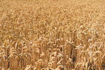 Golden ripe ears of wheat. Wheat field. Ears of golden wheat close up. The concept of planting and harvesting a rich harvest. Rural landscape.