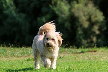 Dog on a walk in a city guy by the sea.