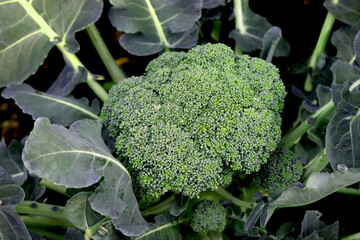 Fresh broccoli green bright in the vegetable garden in the garden. Health and healthy eating