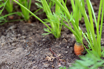 Young carrots in the vegetable garden. selective focus