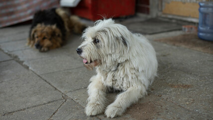 Dog with white coat. Pet guards door.