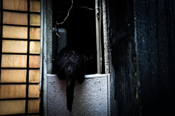 路地裏に住む黒猫 - obrazy, fototapety, plakaty