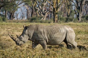 wild rhino walking and eating grass in grassland at Lake Nakuru