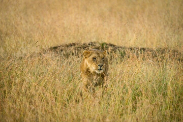 female lion walking in savanna grassland in Masai Mara
