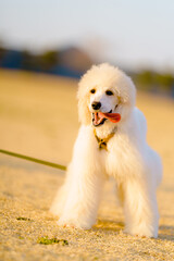 笑顔のスタンダードプードル