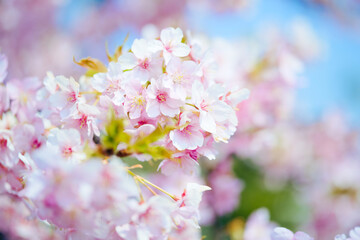 鳴門市で咲いた早咲きの桜