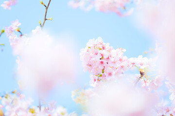 Obraz premium 鳴門市で咲いた早咲きの桜