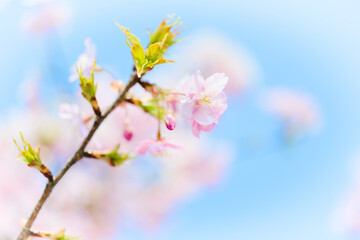 鳴門市で咲いた早咲きの桜