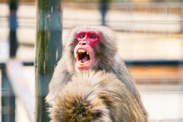 香川県しろとり動物園の猿