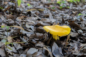 キタマゴタケ（Amanita javanica）の老菌／テングタケ科