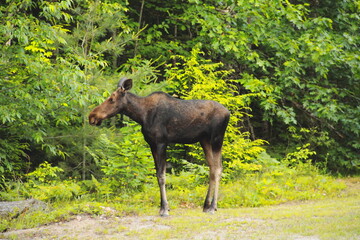 Young Moose