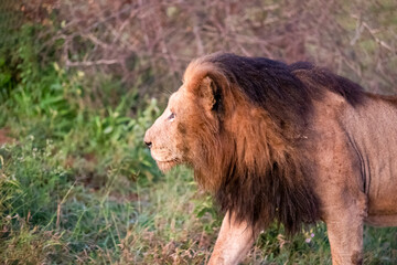 Lion enjoying the natural and wildlife life of South Africa's African savannah, this large predator is feared by other animals and is one of Africa's big five and a star of safaris.