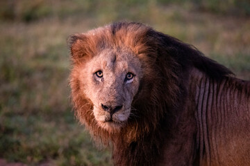 A look at the great hunter of the African savannah, the famous lion of Africa, this animal is one...