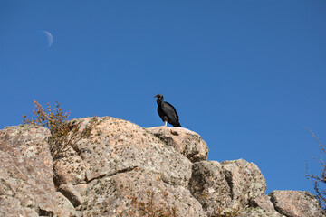 Bird black on a rock