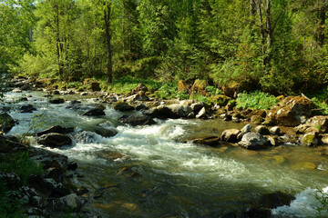 Fototapeta na wymiar A small stormy river, bending around the stones, descends from the mountains through the morning forest.