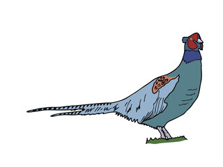 Obraz premium キジ 県鳥（岡山県）