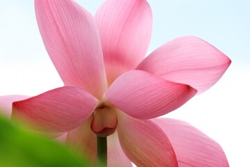 Fototapeta na wymiar 青空とピンク色の蓮の花