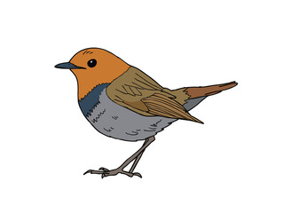 コマドリ　県鳥（愛媛県）