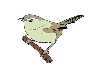 ウグイス　県鳥（福岡県）