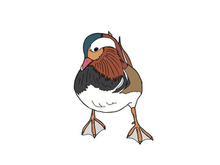 オシドリ　県鳥（長崎県）