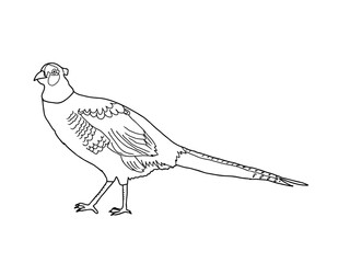 キジ　県鳥（岩手県）モノクロ