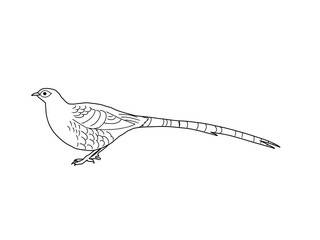 ヤマドリ　県鳥（秋田県）モノクロ