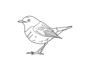 コマドリ　県鳥（愛媛県）モノクロ