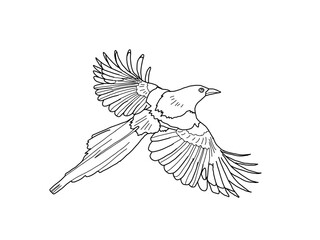 カササギ　県鳥（佐賀県）モノクロ
