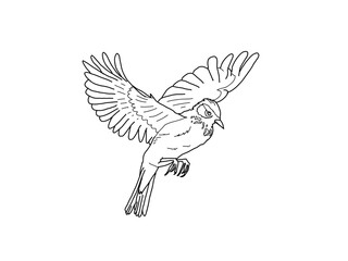 ヒバリ　県鳥（熊本県）モノクロ		