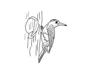 ノグチゲラ　県鳥（沖縄県）モノクロ		