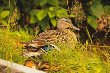 Duck Family