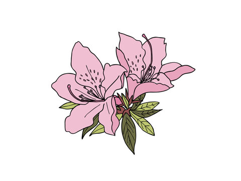 pink azalea flowers with green leaves clip art preview