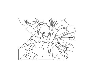 クスノキ　県木（佐賀県）モノクロ