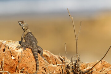 The lizard sits on a stone in a city park by the sea.