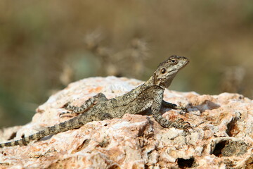 The lizard sits on a stone in a city park by the sea.