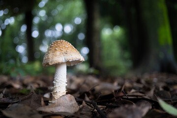 若いテングツルタケ（Amanita ceciliae）／テングタケ科
