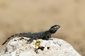 The lizard sits on a stone in a city park by the sea.