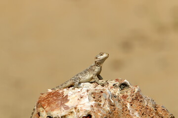 The lizard sits on a stone in a city park by the sea.