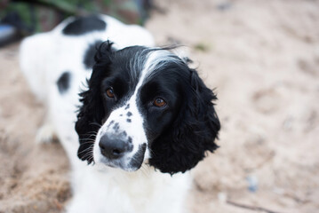 cocker spaniel domestic dog lies on the sand by the sea