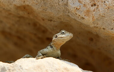 The lizard sits on a stone in a city park by the sea.