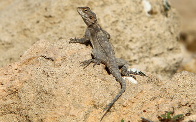 The lizard sits on a stone in a city park by the sea.